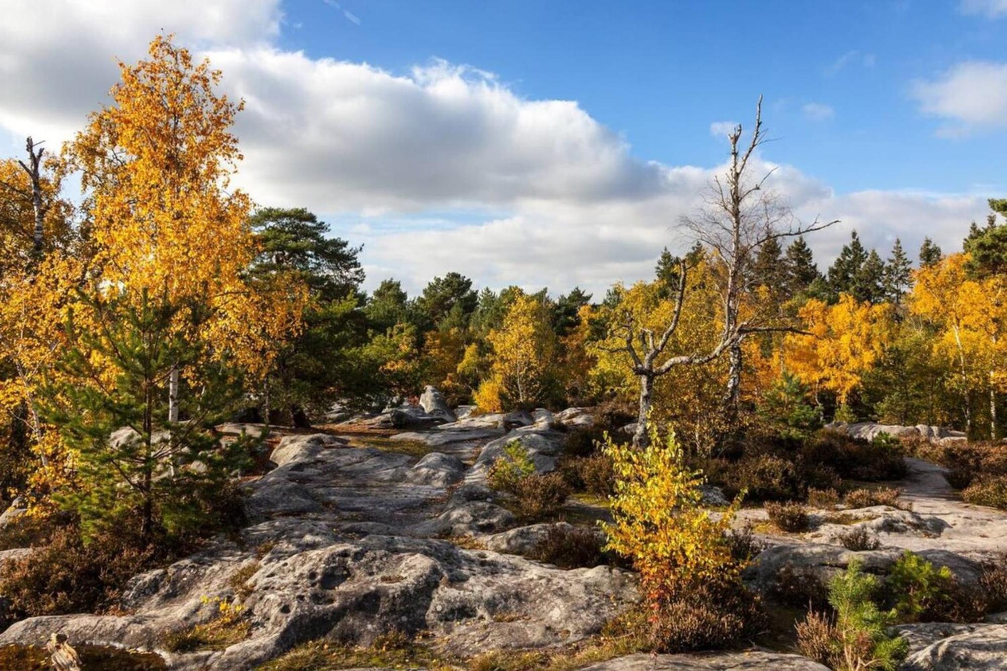 Vue Chateau Fontainebleau - Chez Lydia Esterno foto